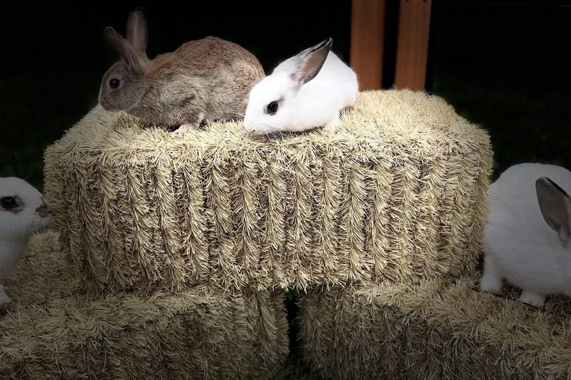 A brown rabbit and a white rabbit resting on top of a straw bale